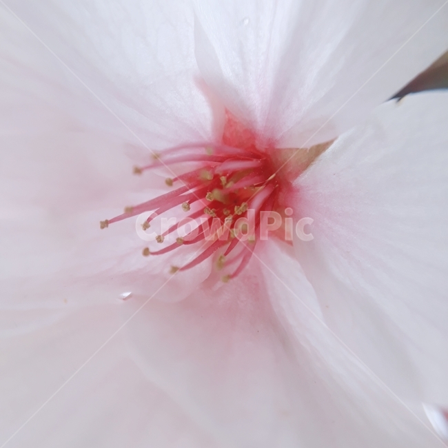꽃,벚꽃,봄,벚꽃나무,분홍,핑크,자연,식물,자연,plants,nature,꽃,flower