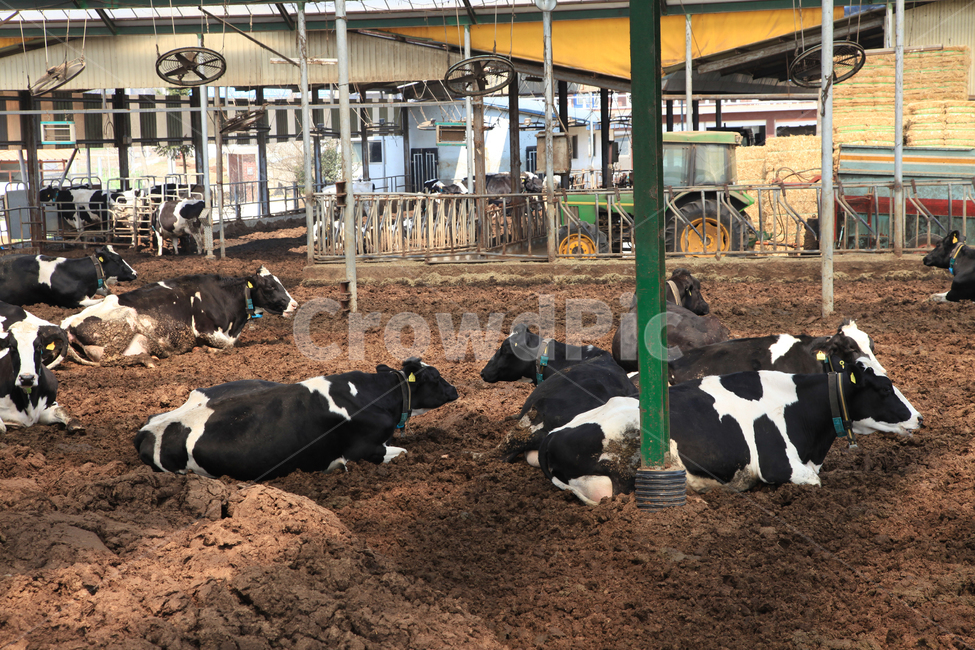 젖소,젓소,소,축산,축산업,동물,포유류,가축,얼룩소,사육,사육장,농가,축산농가,축사,안,실내,우리,소우리,마구간,목장,흙,우유,우유소,산업,한국,동물,animal,포유류,mammal,산업,industry,industrial,목축업,목장,livestock farming,ranching,pasture