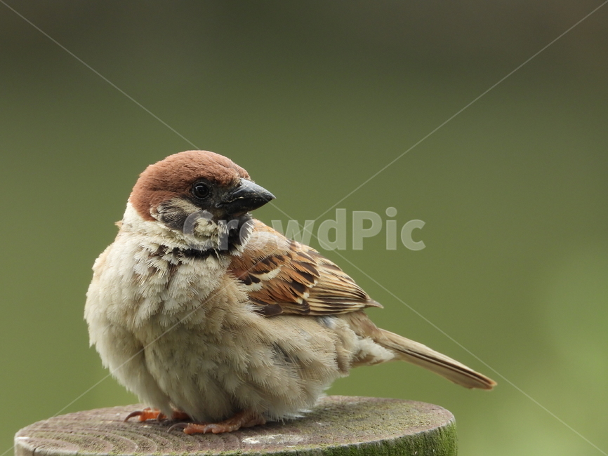 참새,조류,동물,공원,birds,부리,동물,animal,조류,새,birds