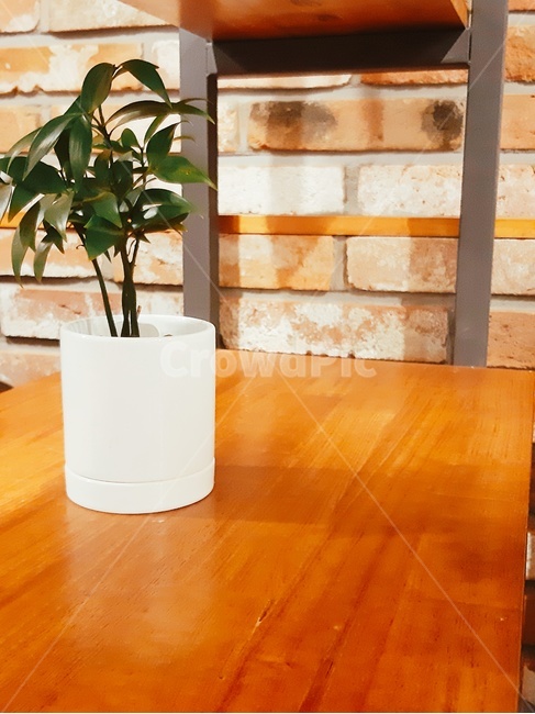 화분,식물,카페화분,죽백,화초,인테리어화분,실내용화초,화분,화초,house plant