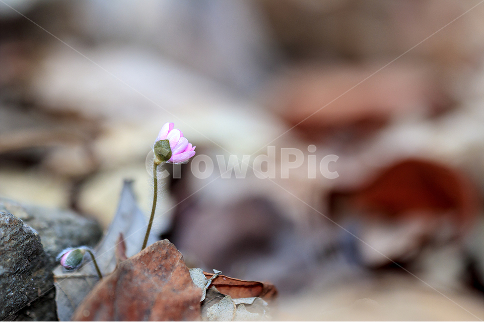 봄,노루귀,야생화,수리산,봄꽃,식물,자연,plants,nature,꽃,flower