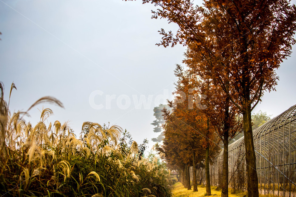 가을,오송,낙엽,억새,풍경,가을,계절,fall,autumn,season,plant,식물,grass,잔디