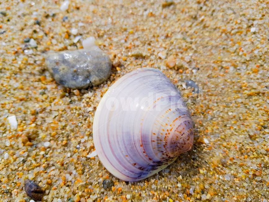 조개,seashell,sealife,바닷가,조개껍질