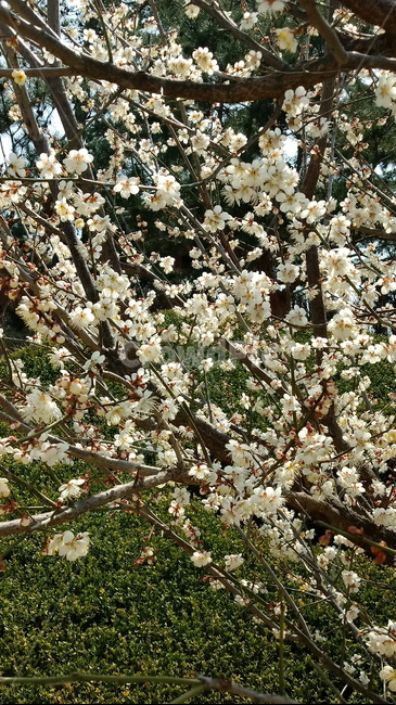 식물,나무,꽃,plant,blossom,flower,벚꽃,봄꽃