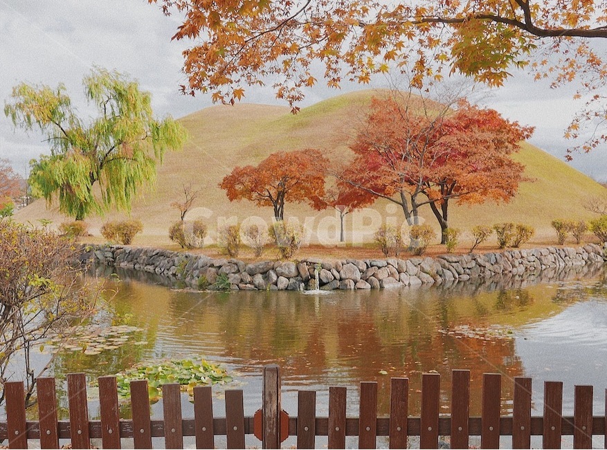 경북경주,경주,나무,대릉원,경주역사지구,가을,계절,fall,autumn,season,자연,풍경,nature,landscape,한국자연풍경,한국자연경관,korea nature landscape