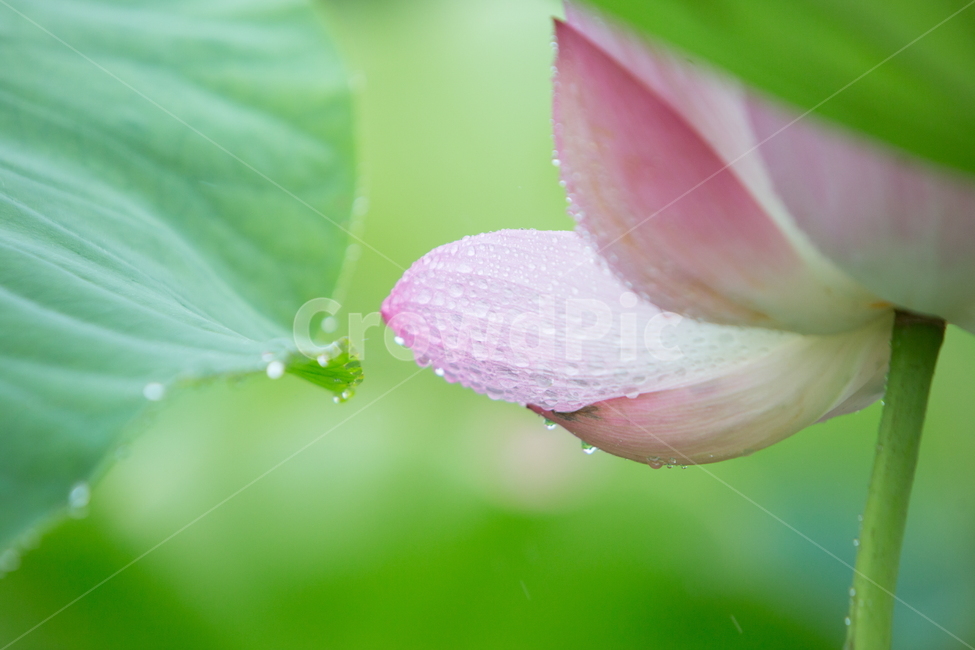 연꽃,꽃,여름꽃,식물,lotus,flower,식물,자연,plants,nature,꽃,flower