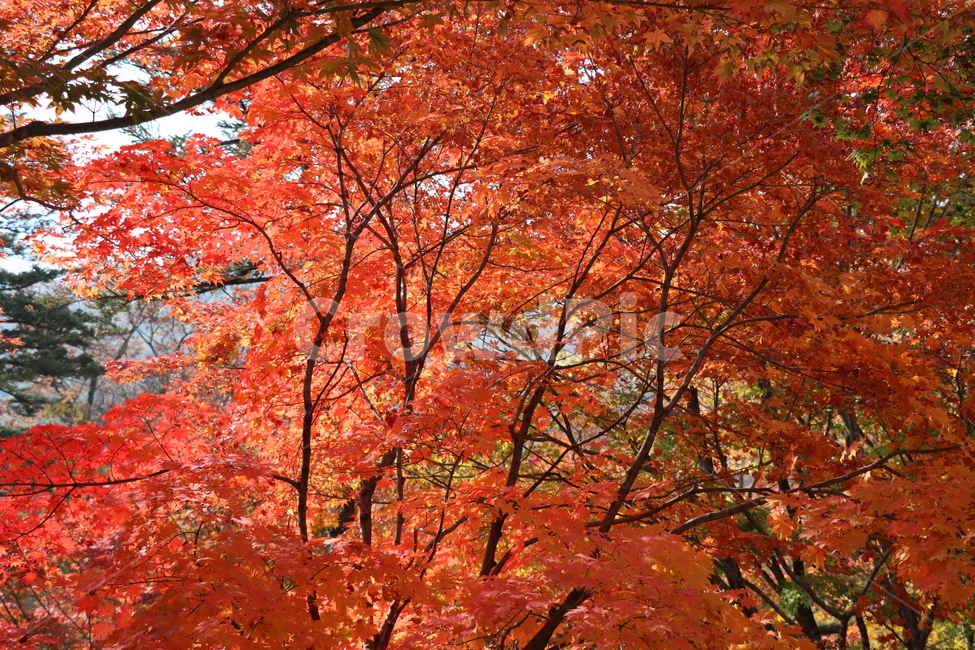 가을,단풍,나무,식물,autumn,fall,tree,plant,leaf,maple,가을,계절,fall,autumn,season