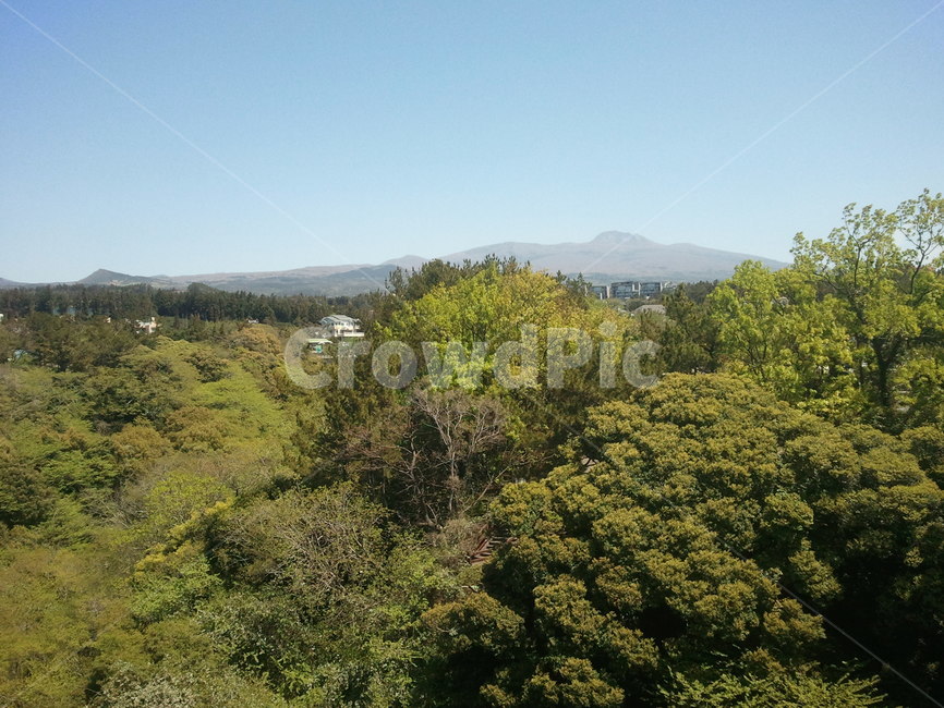 제주도,풍경,산,나무,경치,자연,풍경,nature,landscape,outdoors,옥외,vegetation,초목,plant,식물