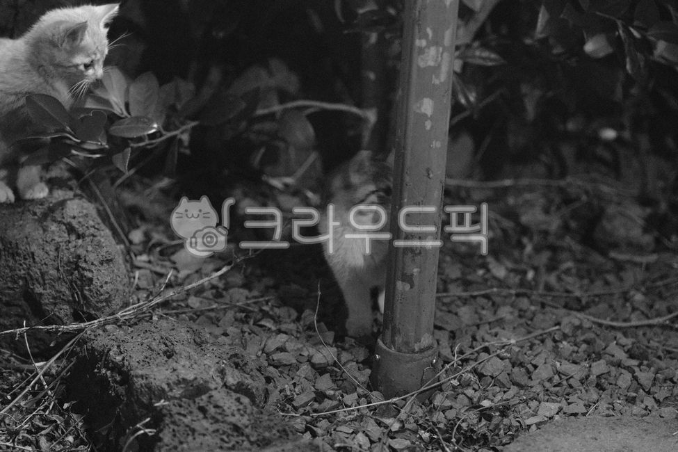 pets,outdoor straycat,tabby cat,cute,kitty,nighttime,beautiful,kitten,stray cat,mammal,cat,streetcat,black and white,straycat,pet,nature,alleycat,night,film,baby cat,charming,baby,animal,evening,outdoor rest,cute animal