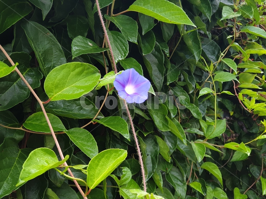 꽃,식물,보라색,blossom,plant,flower,자연,식물,자연,plants,nature