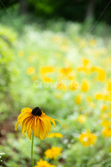 루드베키아,꽃,꽃잎,자연,식물,plant,flower,식물,자연,plants,nature,꽃,flower