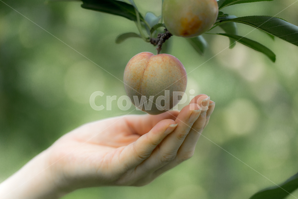 여름,자두,과수원,식물,열매,문양,식물,자연,plants,nature,음식,식재료,요리,food,cook,meal,dishes,food reserves,과일,열매,fruit