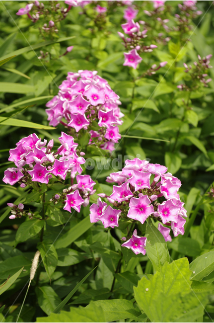 풀협죽도,꽃,식물,flower,color,nature,자연,식물,자연,plants,nature,꽃,flower