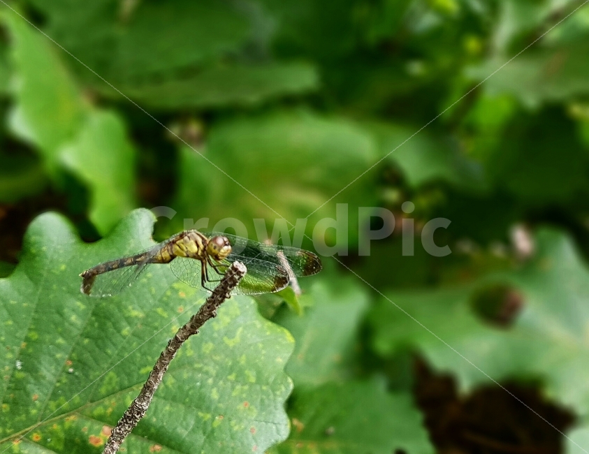 잠자리,풀,나무,곤충,가을,동물,animal,곤충,벌레,insect,bug