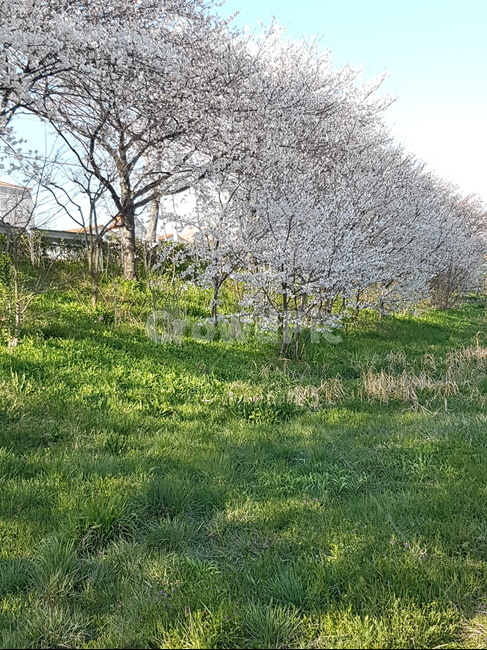 들,자연,nature,field,grassland,flower,plant,꽃,식물,blossom,벚꽃,grass,풀봄,핑크,풍경,경치,감성사진,스냅사진,spring,pink,landscape,사진작가,포토그래퍼,계절,season,plants,감성,sensible,feeling,색깔,색상,색채,색감,color,sense,sensitivity,feelingofcolor,leaf,잎,식물,자연,plants,nature,꽃,flower