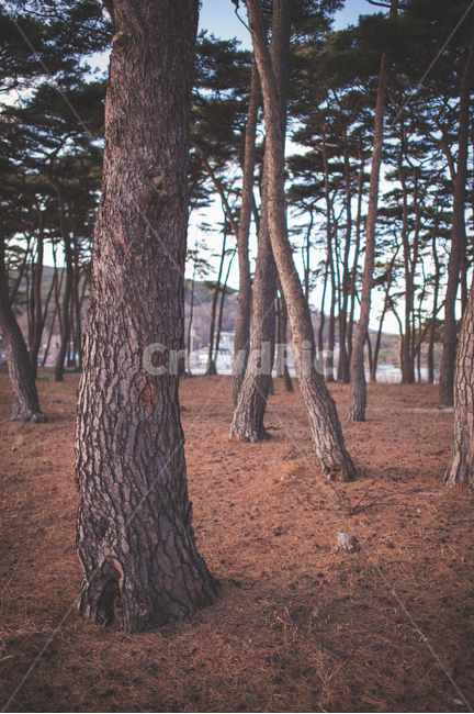 소나무,나무,숲,소나무숲,그림자,풍경,자연,식물,대한민국,인천,가을,pinetree,pineforest,autumn,wood,자연,풍경,nature,landscape,tree,plant,tree trunk,나무 줄기