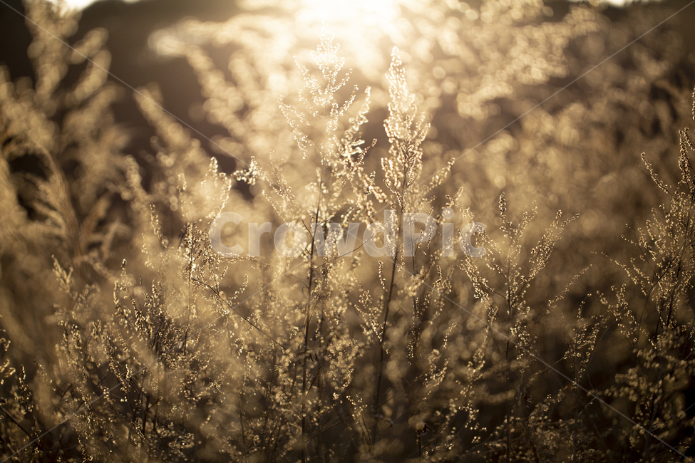 식물,가을,자연,빛,보케,갈대,억새,역광,감성,가을,계절,fall,autumn,season,감성,sensible,feeling,grass,잔디,plant