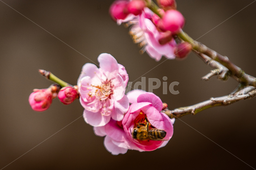 봄,꽃,홍매화,힐링,감성,식물,자연,plants,nature,꽃,flower,동물,animal,곤충,벌레,insect,bug
