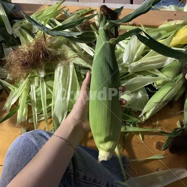 옥수수,여름,옥수수수염,옥수수껍질,plant,식물