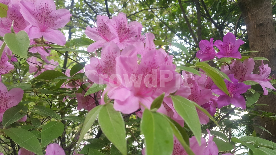 꽃,철쭉,봄꽃,분홍철쭉꽃,핑크,식물,flower