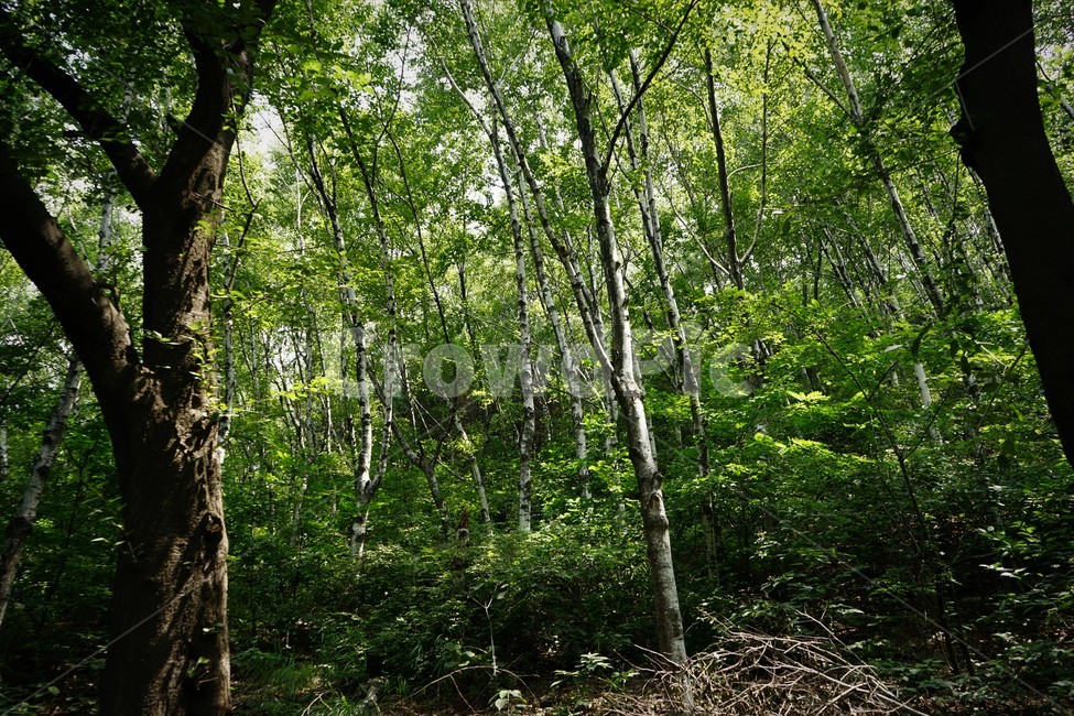 나무,초록,그늘,숲,신록,woods,green,shadow,forest,자연,nature,힐링,휴식,시원함,고요함,healing,relaxation,cool,calm,forestbathing,freshness,자연,풍경,nature,landscape,식물,plants,나무,trees,wood,tree,plant,tree trunk,나무 줄기