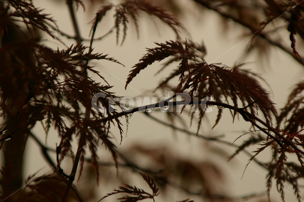 비오는날,흐린,흐림,비,leaf,잎,plant,식물,가을,계절,fall,autumn,season