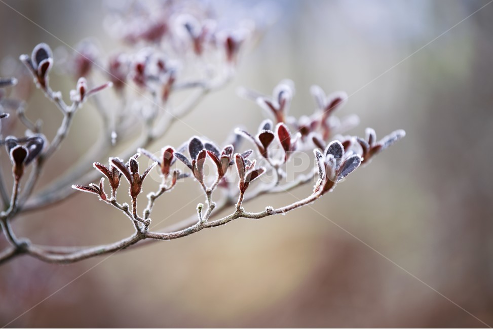 자연,겨울,서리,겨울아침,상고대,식물,식물,자연,plants,nature