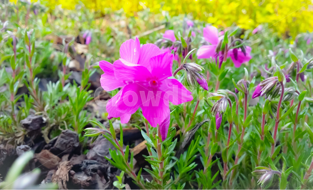 꽃,식물,봄,접사,봄꽃,봄,계절,spring,season,식물,자연,plants,nature,꽃,flower,geranium,제라늄,plant,blossom