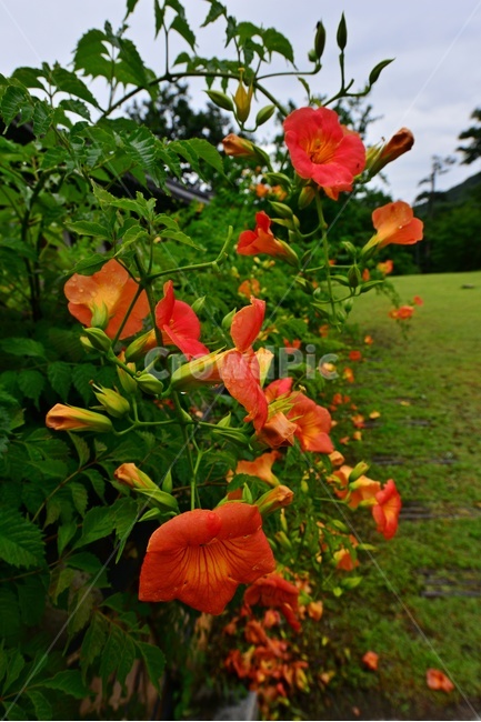 plant,식물,blossom,flower,꽃,능소화,화순,만연사