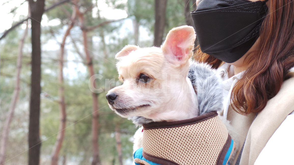 애견,강아지,개,도그,dog,동물