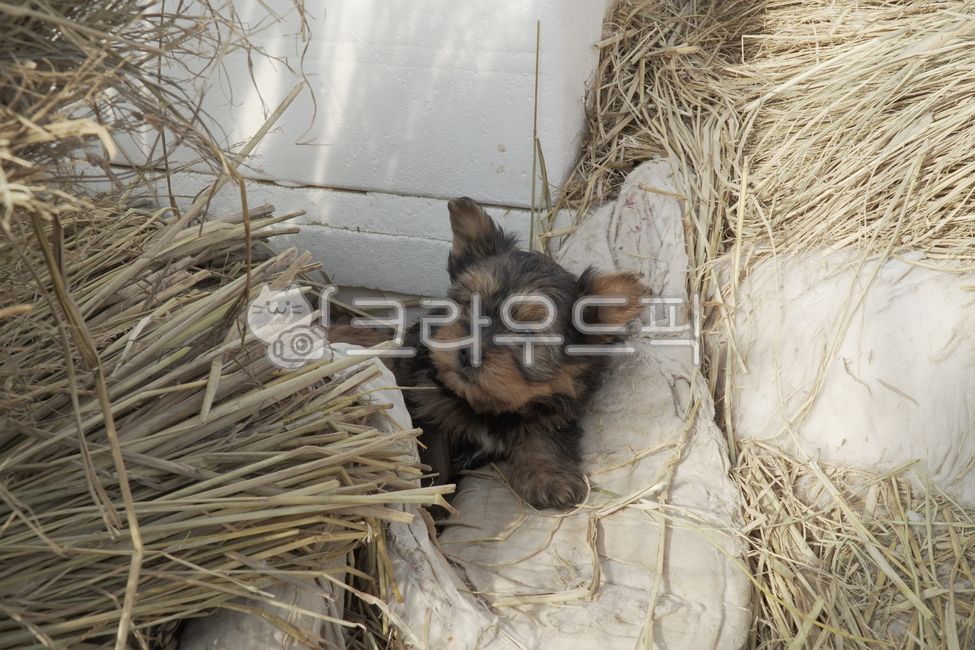 강아지,새끼강아지,아기강아지,애완동물,개,새끼개,pet,dog,animal