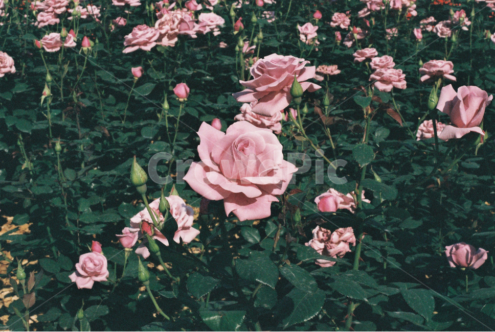 식물,장미,장미꽃,꽃,축제,필름사진,감성,필카,plant,rose,flower,film,식물,자연,plants,nature,꽃,flower,감성,sensible,feeling