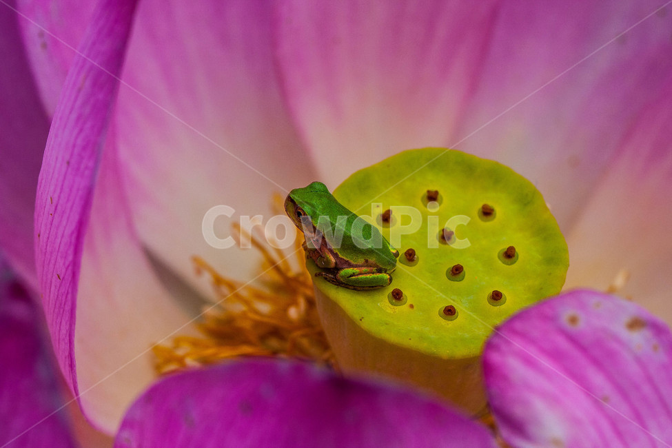 개구리,청개구리,양서류,연꽃,frog,동물,여름
