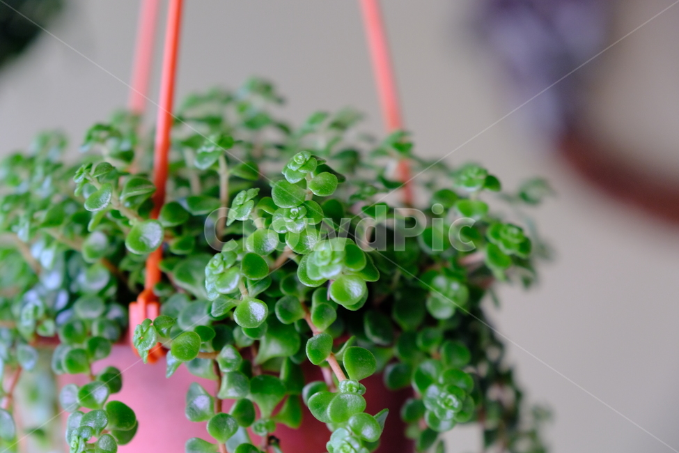 식물,화분,행잉식물,배경화면,plant