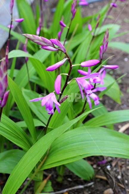 꽃,봄,하늘,오름,제주,봄,계절,spring,season,식물,자연,plants,nature,꽃,flower,plant,blossom