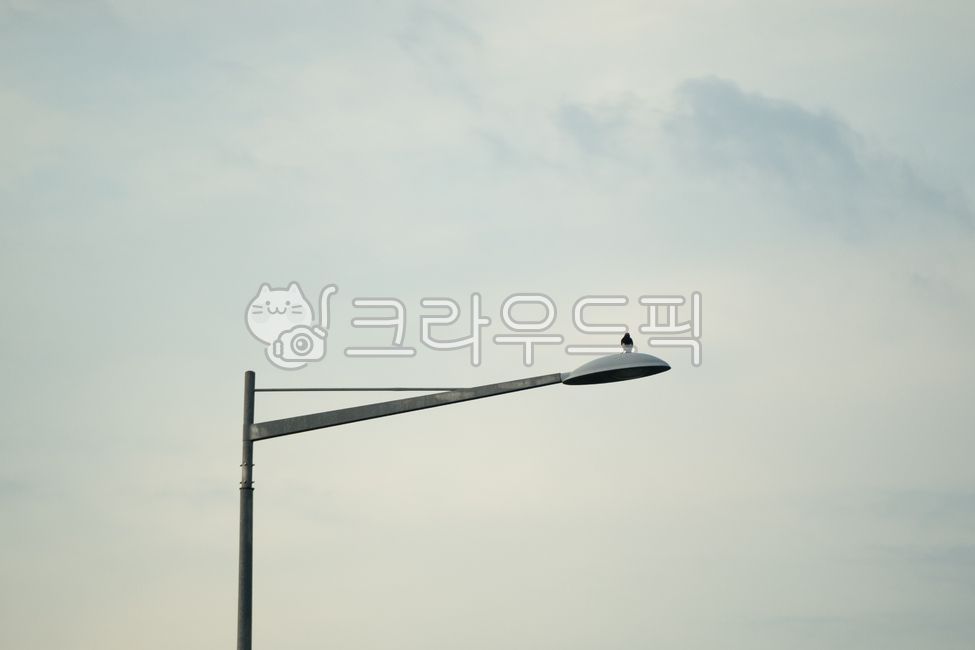적막함,해질녁,가로등,전기,새,외로움,회색