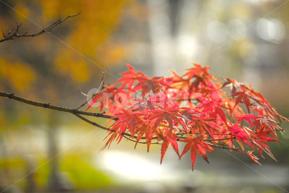 단풍,추색,가을,나무,나뭇잎,잎새,자연,잎,가을,계절,fall,autumn,season,leaf,plant,식물,tree,maple