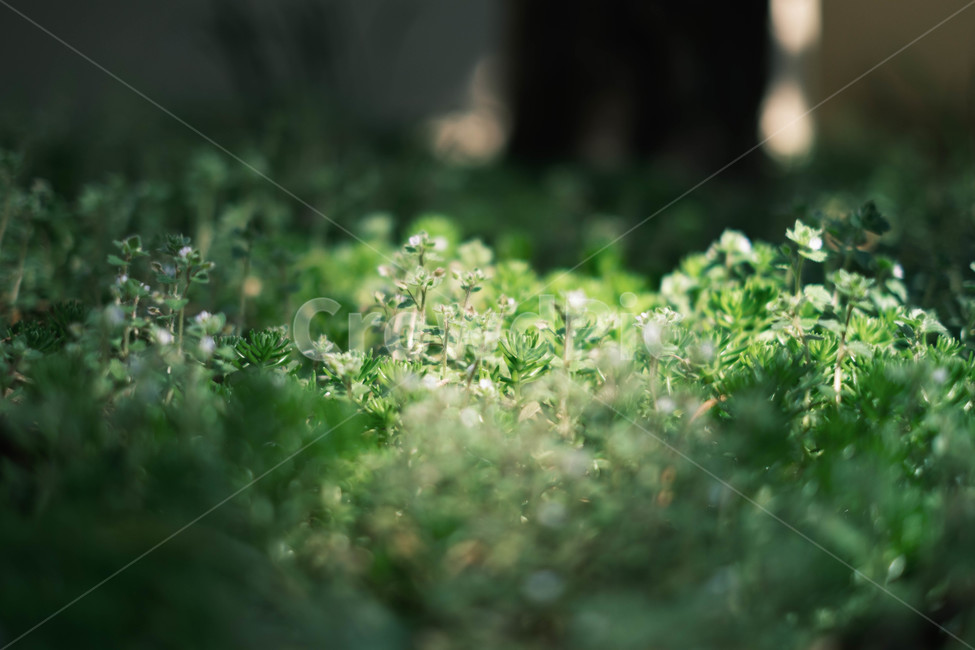 moss,식물,plant,이끼,빛,감성,감성사진,색감,잡초,식물,자연,plants,nature,휴식,힐링,rest,relaxation,healing