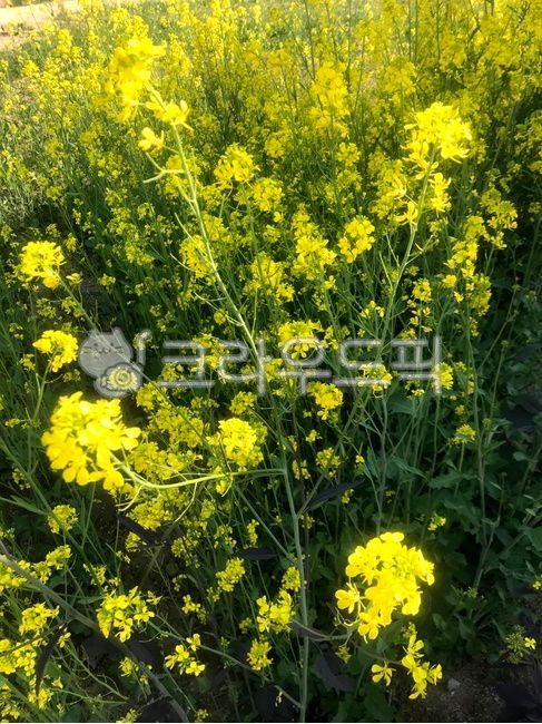 plant,yellow flower,yellow,Cosmos,flower