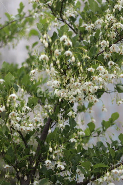 때죽나무꽃,흰색,꽃봉오리,봄,낮,봄,계절,spring,season,식물,자연,plants,nature,꽃,flower,plant,blossom