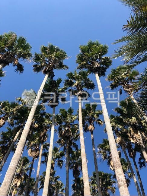 제주야자수,제주도야자수,야자나무,제주도,palmtree,야자수,나무