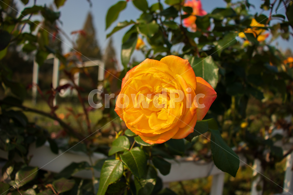 장미,장미꽃,꽃,봄,들장미,자연,rose,노란장미,야생장미,로즈,식물,여름,꽃잎,잎,만개,만발,야생,들,로맨틱,로맨스,사랑,낭만적인,낭만,아름다움,아름다운,미,공원,야외,정원,뜰,가든,노란색,옐로우,노랑,노란,옐로,주황,주황색,그린,초록색,초록,녹색,그라데이션,투톤,투톤컬러,컬러,gradation,color,yellow,orange,twotone,계절,배경,바탕,백그라운드,flower,flowers,roses,spring,summer,yellowrose,wildrose,plant,nature,natural,bloom,blooming,blossom,romantic,romance,love,garden,petal,beautiful,beauty,green,leaf,leaves,wild,season,outdoor,outdoors,background