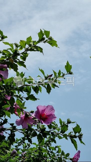 plant,식물,무궁화,초록,쌍떡잎식물,아욱과,roseofsharon,근화,우리나라꽃,하늘,꽃