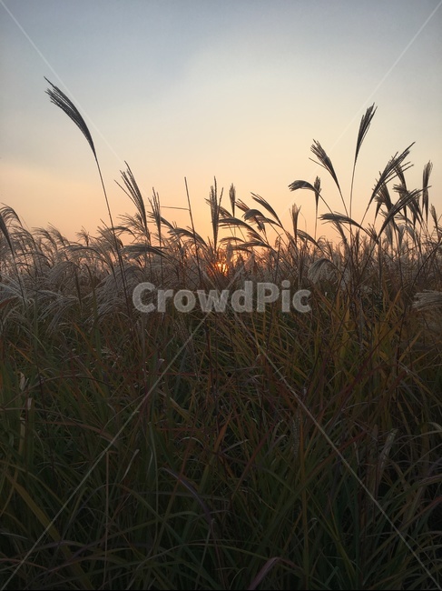 plant,reed,갈대,식물,grass,lawn,잔디,갈대밭,노을,노을녘,가을저녁,초저녁