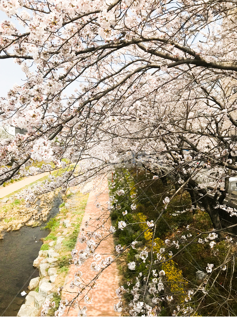 벚꽃,sakura,벚나무,봄,꽃,봄꽃,flower,분홍색,핑크색,식물,자연,나무,tree,cherryblossom,체리블라썸,도시,아파트,산책,산책길,봄,계절,spring,season,plant,blossom