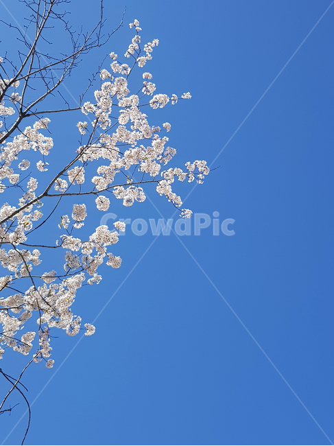 plant,식물,blossom,꽃,flower