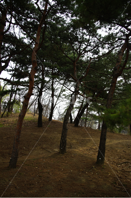 소나무,식물,plant,자연,nature,숲,자연,풍경,nature,landscape,tree,나무,tree trunk,나무 줄기