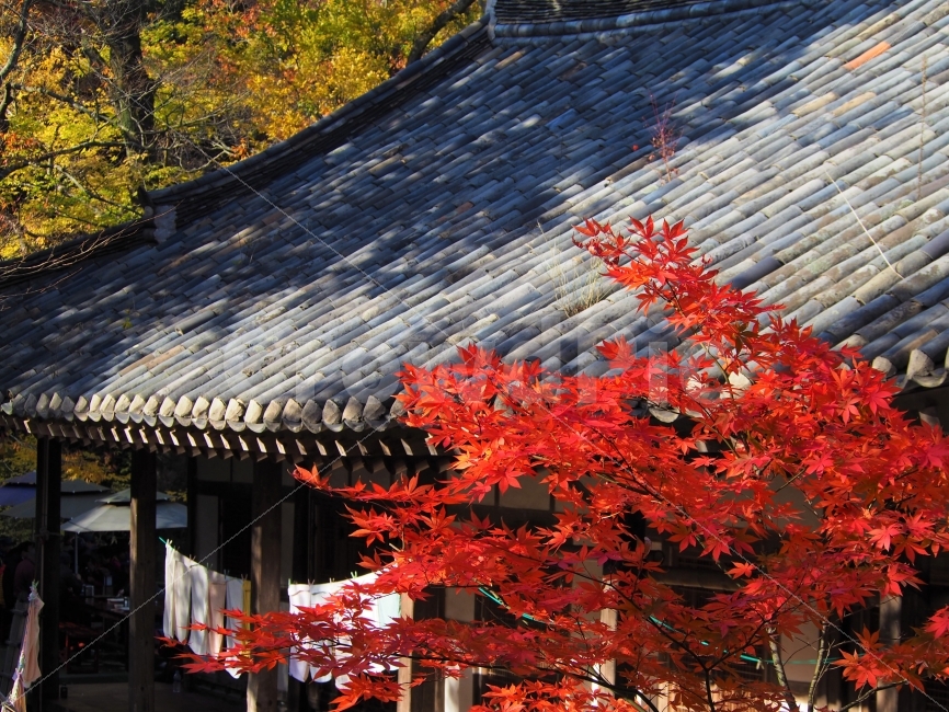 대흥사,단풍,단풍놀이,가을,가을사진,가을,계절,fall,autumn,season,한국전통,한국문화,korean traditional,korean culture,식물,자연,plants,nature,건축물,건물외관,exterior,building,structure,architecture,construction,leaf,잎,plant,tree,나무