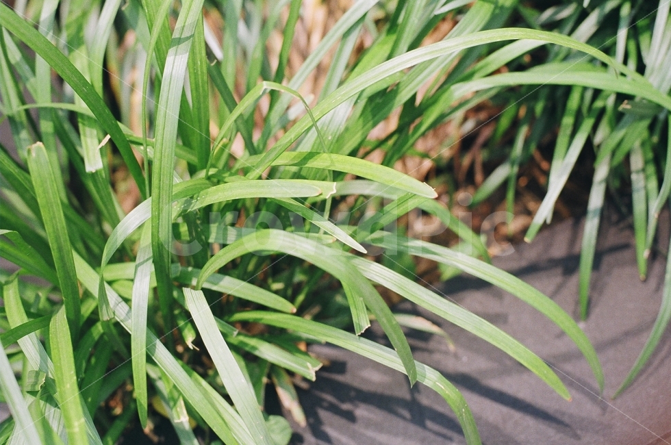 식물,들풀,풀,필름사진,필름,길거리,인도,식물,자연,plants,nature