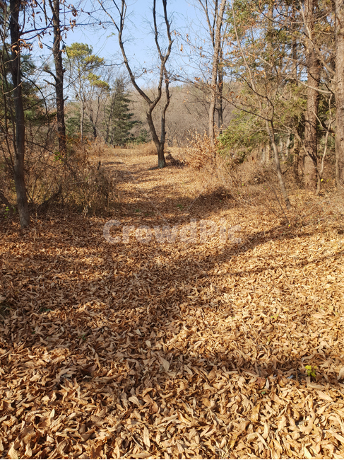 낙엽,산책로,하늘,ground,plant,식물,tree,나무,바닥,그림자,가을,가을,계절,fall,autumn,season